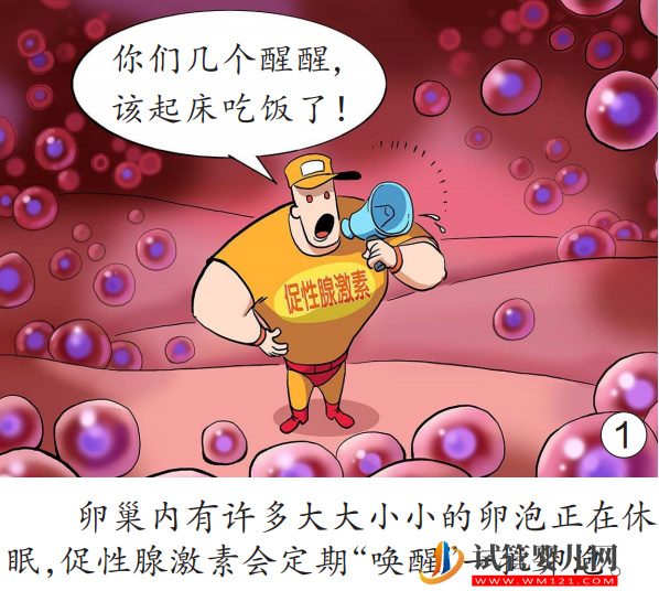 女性為什么會來例假(圖1)