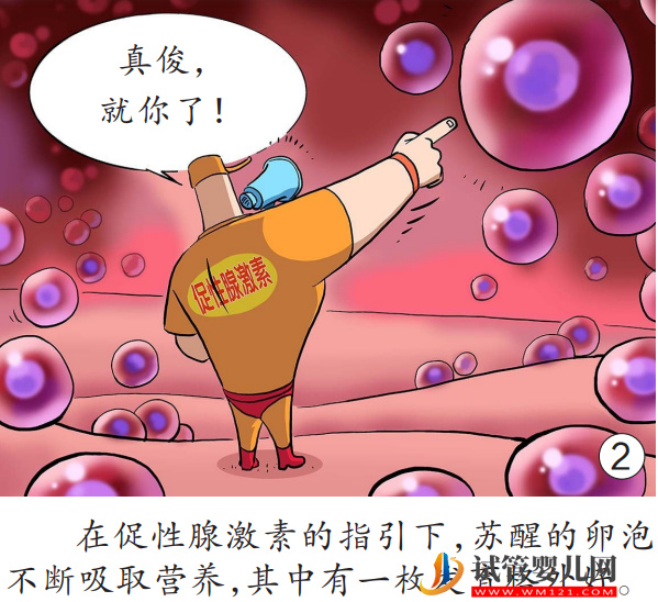 女性為什么會來例假(圖2)