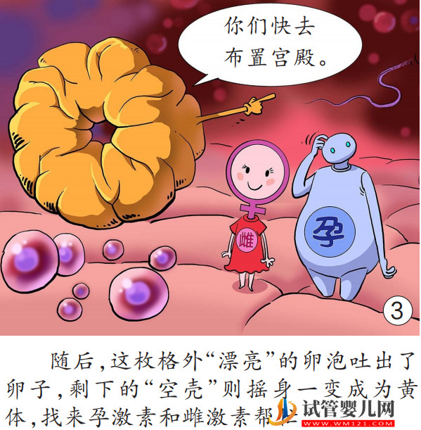 女性為什么會來例假(圖3)