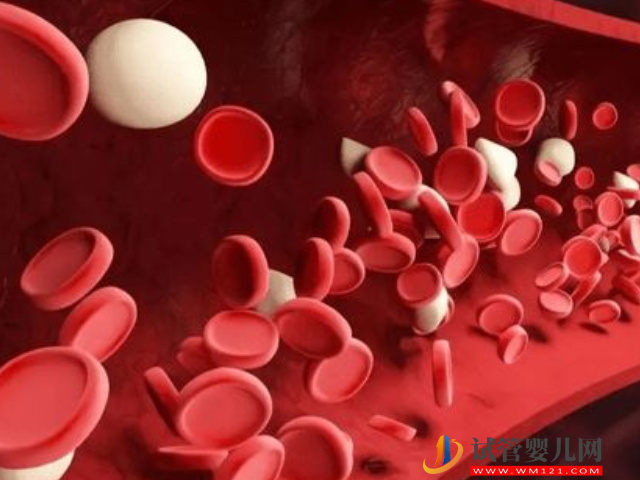 地中海貧血做試管流程及費(fèi)用，避免遺傳必須選三代(圖1)