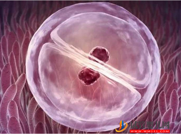 空卵泡和空囊并無關系鏈，兩者之間的區別大不同！(圖1)