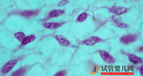 干細胞是如何成為再生醫學的？(圖3)