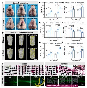 深大構(gòu)建新型仿生智能水凝膠干細(xì)胞支架用于輔助干細(xì)胞治療RA(圖3)
