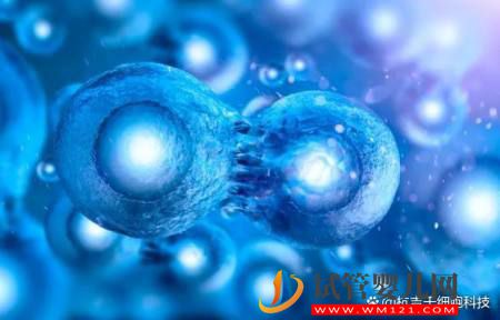 什么是干細胞？干細胞的作用又有哪些？(圖2)