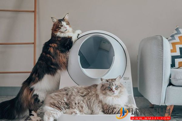 央視辟謠女性懷孕不能養寵物貓，科學喂養傳染弓形蟲風險小(圖1)