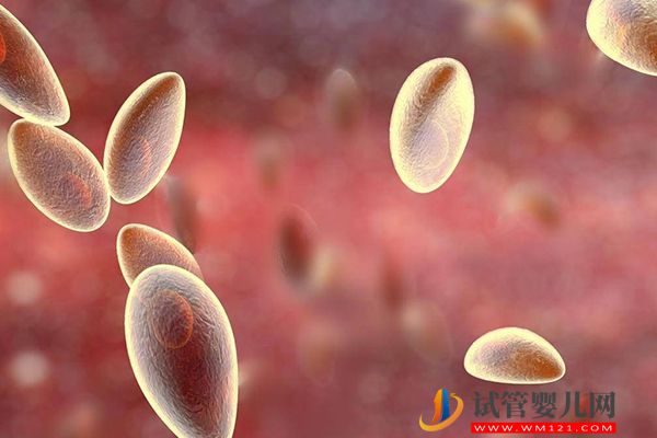 央視辟謠女性懷孕不能養寵物貓，科學喂養傳染弓形蟲風險小(圖3)