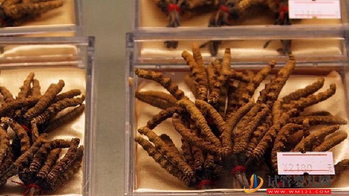 男性吃冬蟲夏草可以壯陽嗎 冬蟲夏草該怎么吃壯陽效果最佳(圖2)