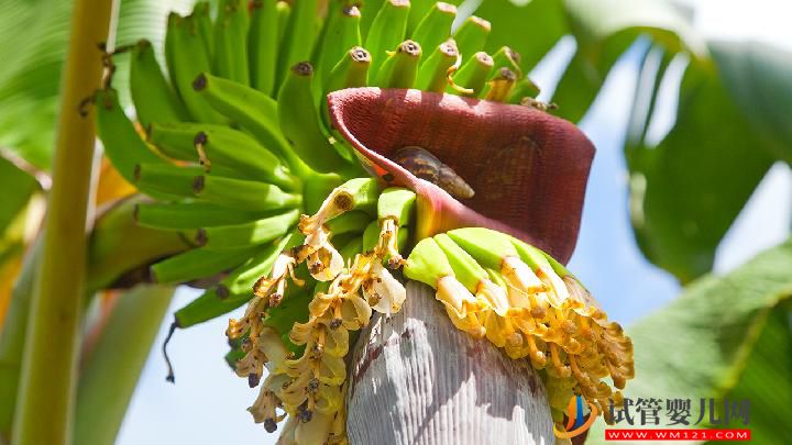 男性壯陽不能錯過這些壯陽果 吃水果壯陽的副作用也要注意(圖3)
