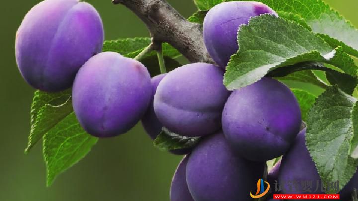 壯陽效果不輸偉哥的5種水果 4個有效提升性能力的好習慣(圖3)