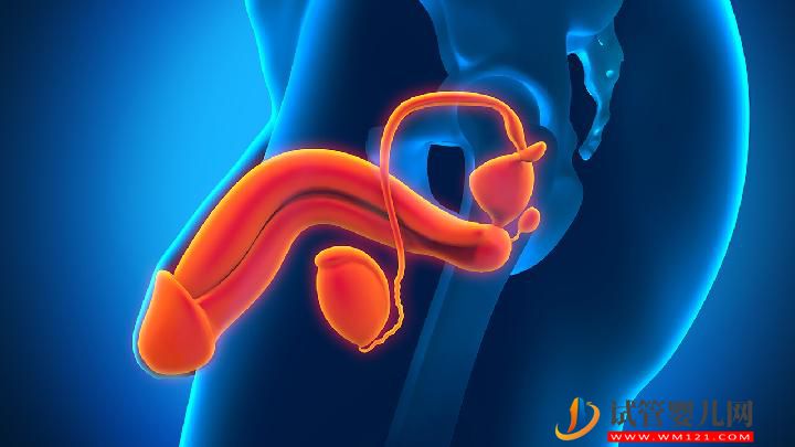 男性陰莖中線囊腫是怎么回事 男性陰莖中線囊腫的4個診斷要點(圖1)