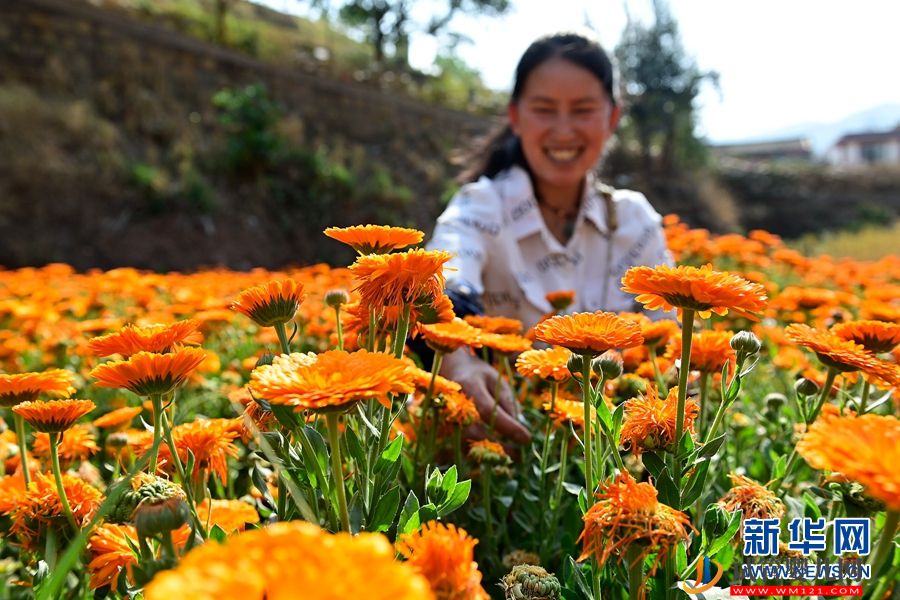 云南南澗:朵朵鮮花 “種”出鄉(xiāng)村“好豐景”(圖1) 云南南澗:朵朵鮮花 “種”出鄉(xiāng)村“好豐景”(圖1)