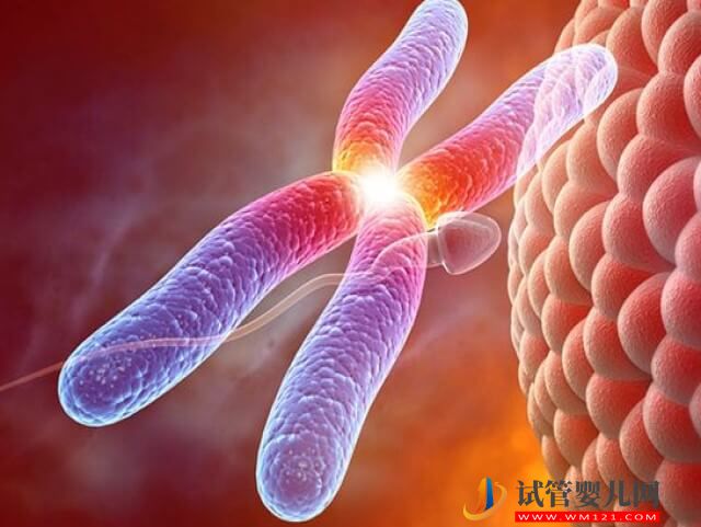 羊穿顯示胎兒1號染色體呈多態性要不要緊？(圖1)