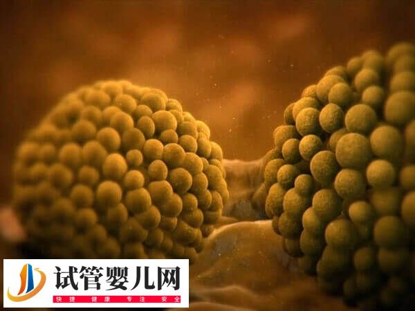 國內做試管嬰兒雙胞胎費用多少錢(圖1)