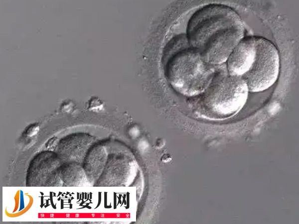 夫妻在茂名人民醫(yī)院移植哪種胚胎好(圖1)