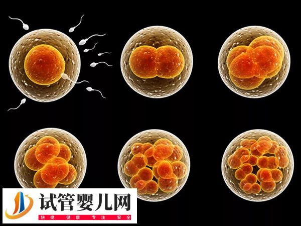 夫妻在茂名人民醫(yī)院移植哪種胚胎好(圖3)
