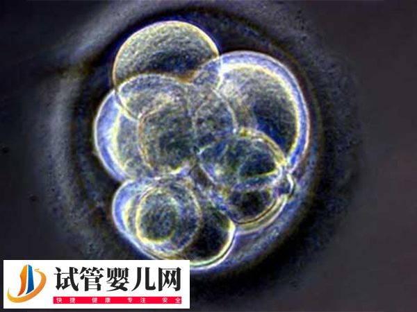 上海做試管嬰兒要多少錢一次？試管費用攻略(圖3)