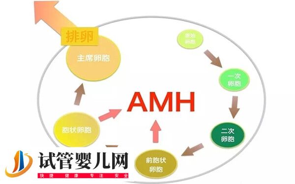 amh值0.47做試管有沒有希望(圖2)